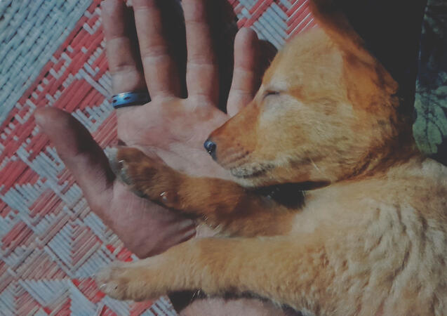 Sutu © JK. All Rights Reserved.