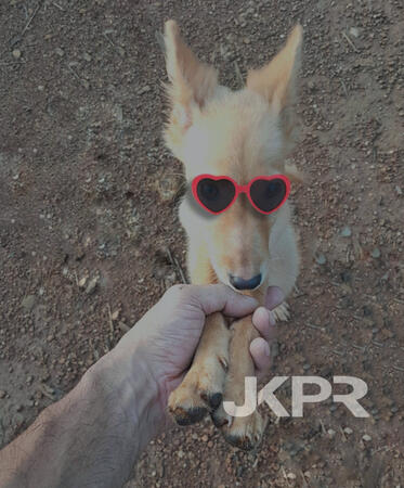 Sutu © JK. All Rights Reserved.